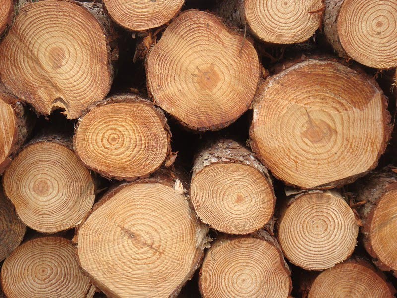 Pine Logs From South Africa
