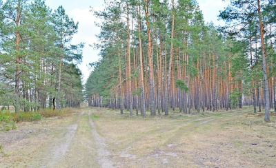 Вход в леса вокруг Бобруйска по-прежнему ограничен, а в двух ближайших районах теперь и вовсе закрыт!