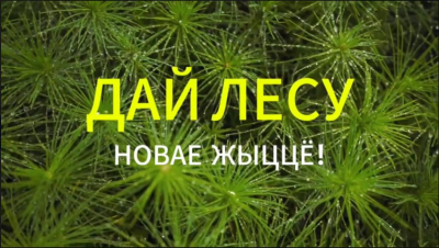 Акция "Дай лесу новае жыццё!" пройдет в Беларуси с 17 по 24 октября