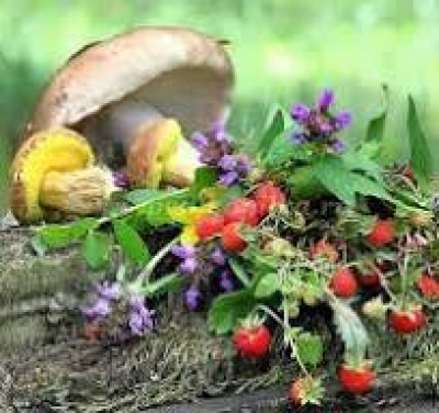 За грибами и ягодами! Определен порядок заготовки второстепенных лесных ресурсов